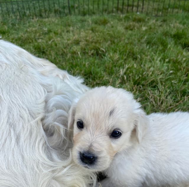 Golden Retriever Puppies: English Cream media 9