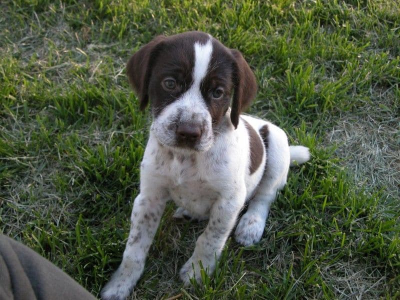 German Wirehaired Pointer Puppies breeder image 1
