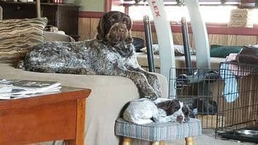 German Wirehaired Pointer Puppies breeder image 3