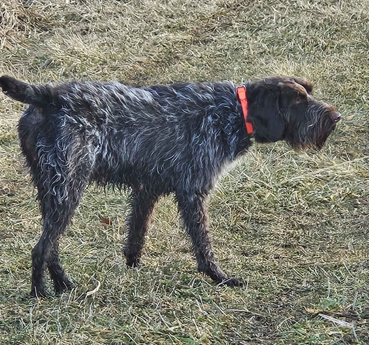 German Wirehaired Pointer Puppies breeder image 4