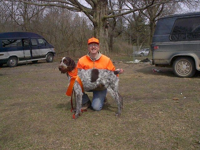 German Wirehaired Pointer Puppies breeder image 8