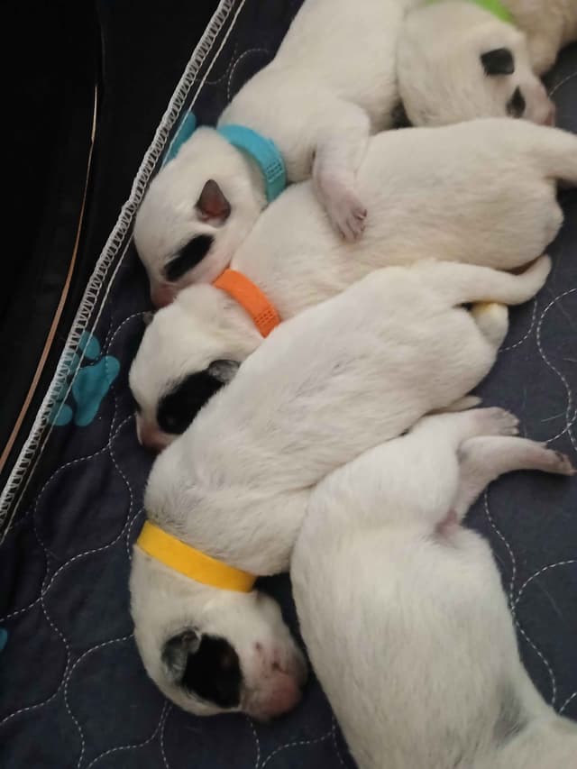Australian Cattle Dog Puppies media 2