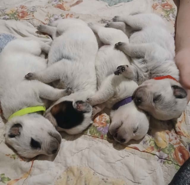 Australian Cattle Dog Puppies media 3