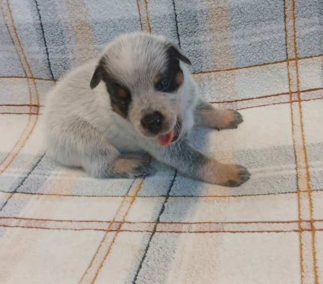 Australian Cattle Dog Puppies media 7