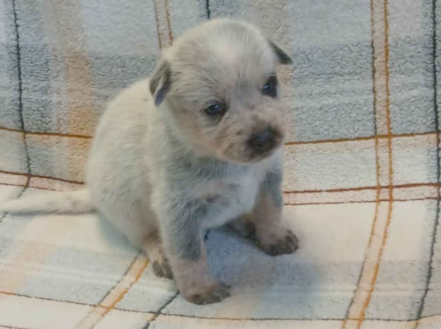 Australian Cattle Dog Puppies media 4