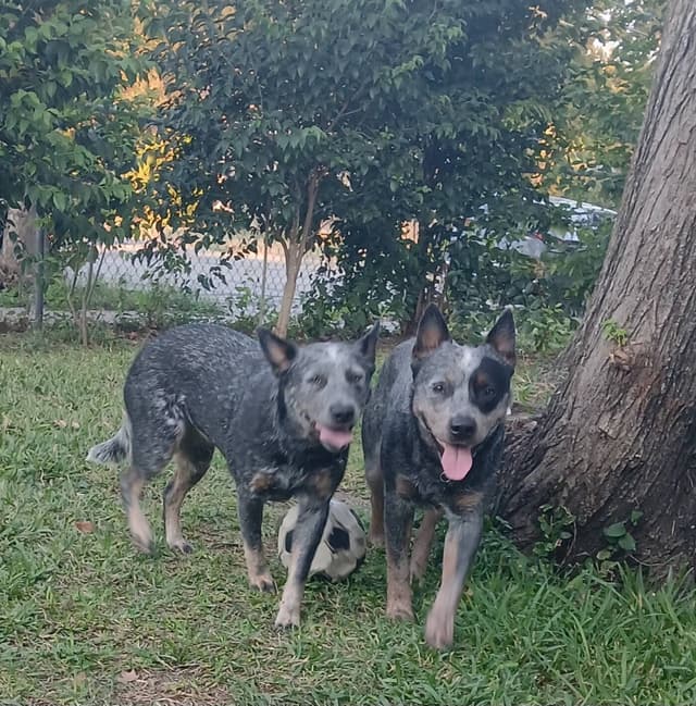 Australian Cattle Dog Puppies media 18