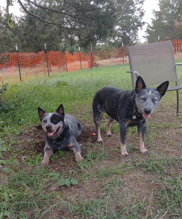 Australian Cattle Dog Puppies media 19