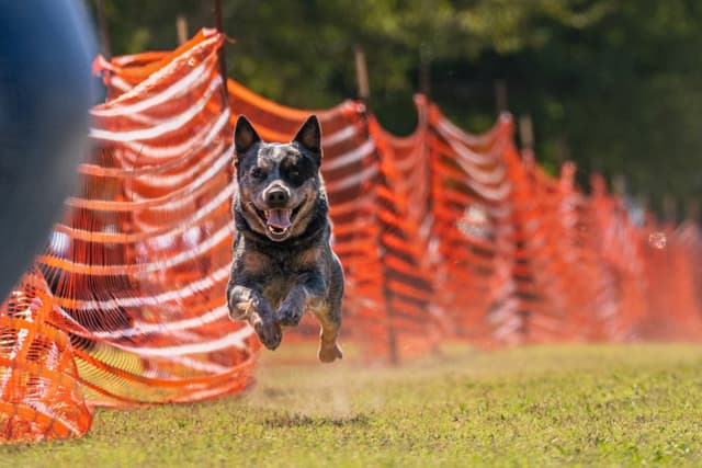 Australian Cattle Dog Puppies media 21
