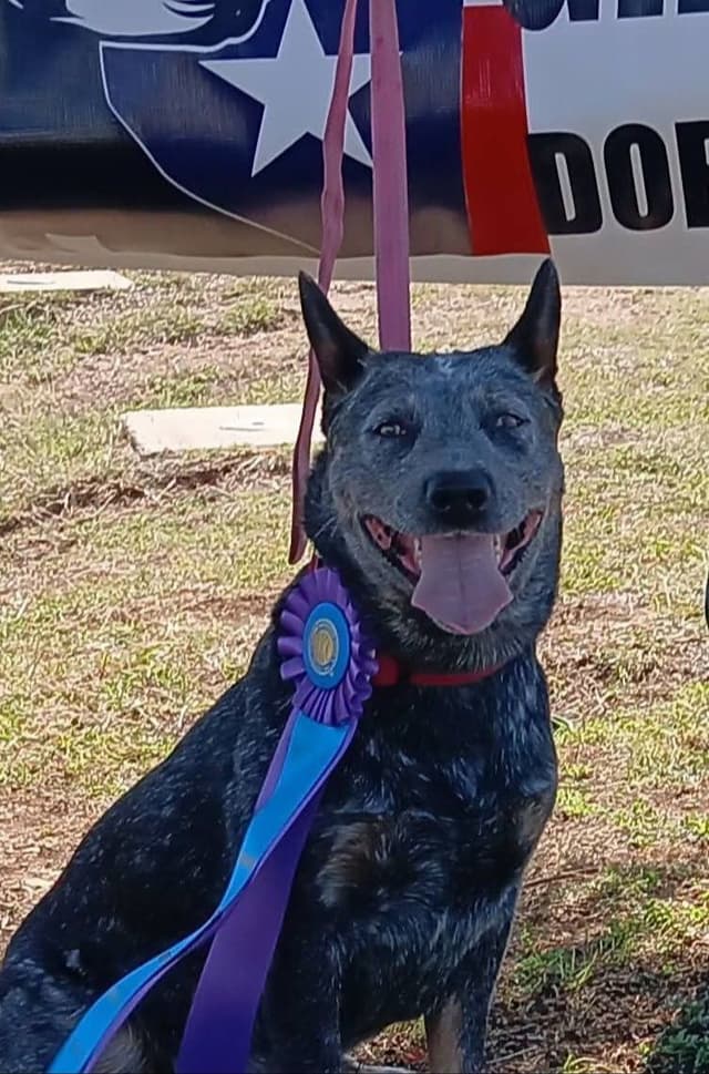 Australian Cattle Dog Puppies media 20