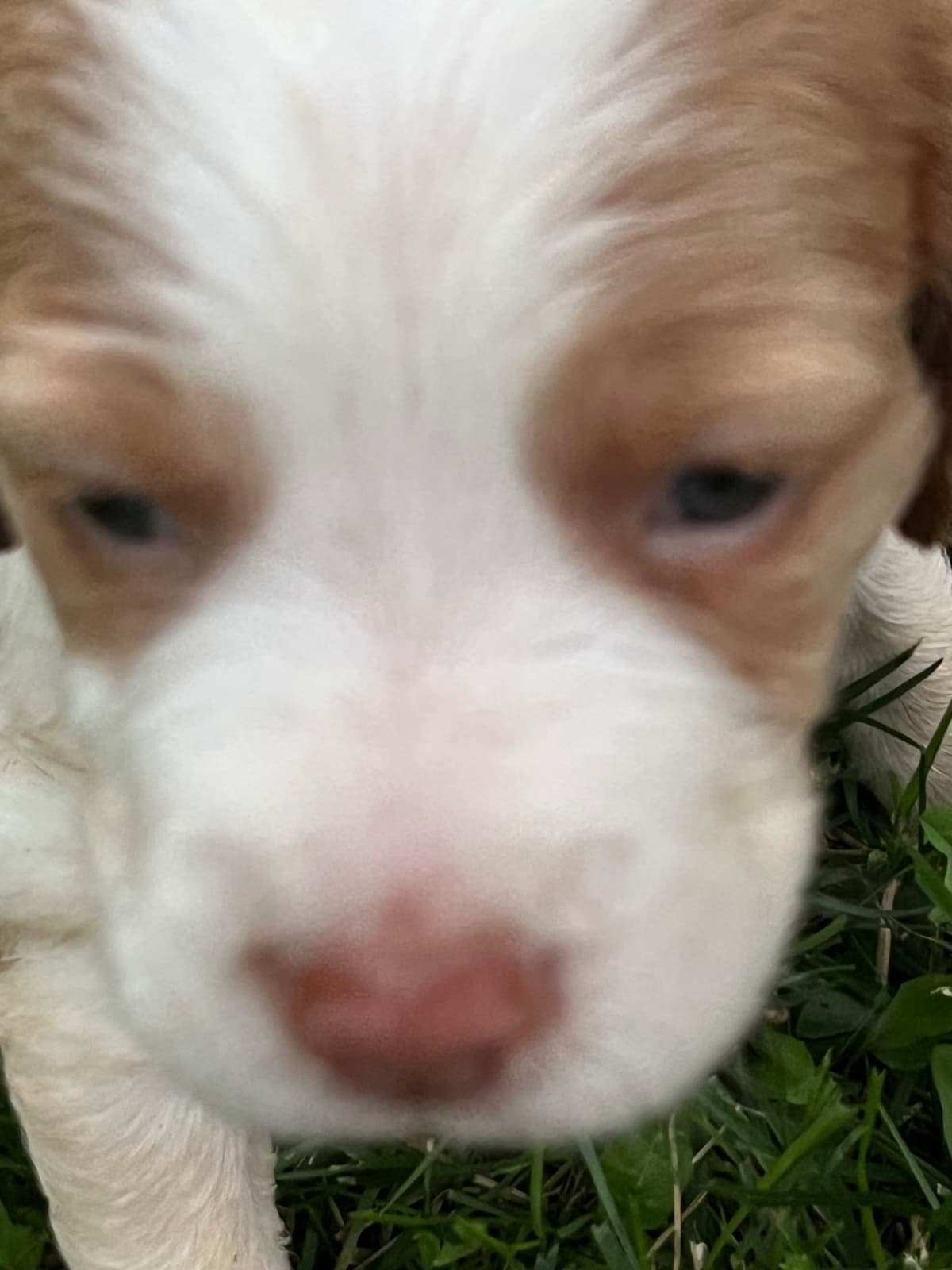 Brittany Puppies breeder image 2