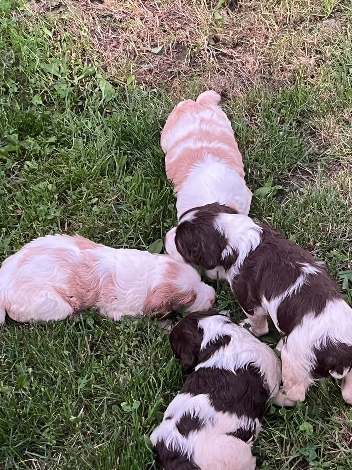 Brittany Puppies breeder image 3