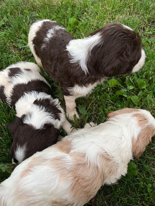 Brittany Puppies media 2