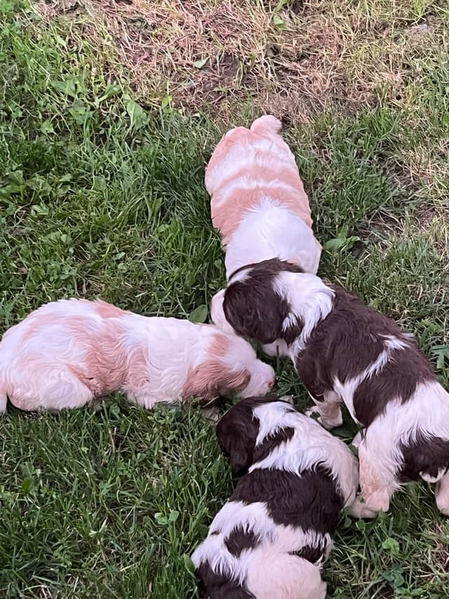 Brittany Puppies media 3