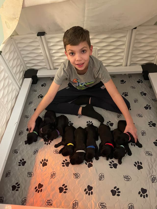 Giant Schnauzer Puppies media 2
