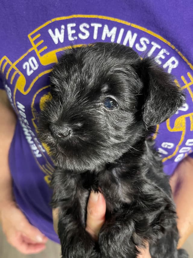Giant Schnauzer Puppies media 3