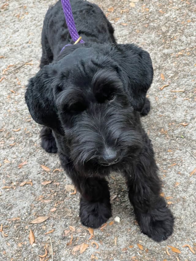 Giant Schnauzer Puppies media 4