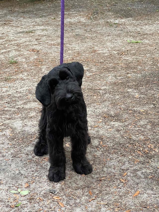 Giant Schnauzer Puppies media 5
