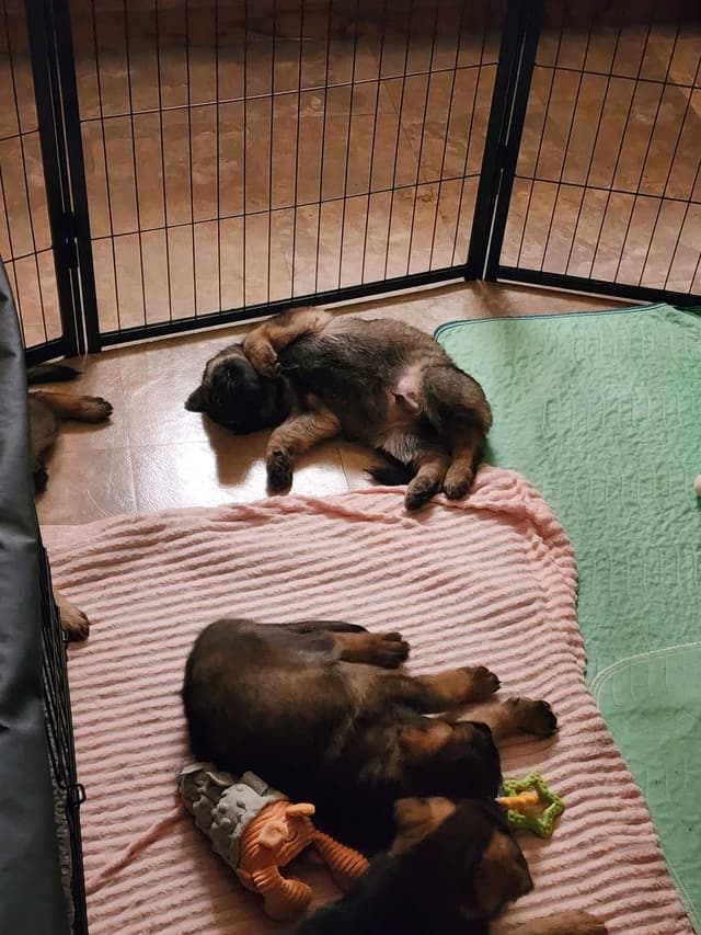 German Shepherd Dog Puppies media 4