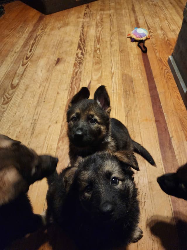 German Shepherd Dog Puppies media 5