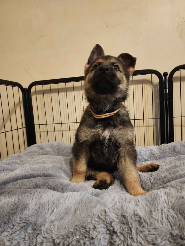 German Shepherd Dog Puppies media 6