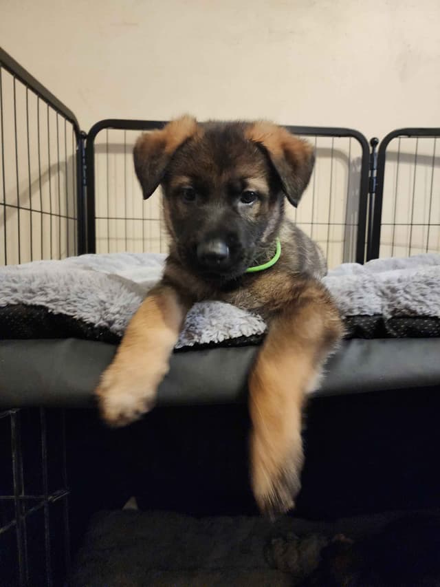 German Shepherd Dog Puppies media 7