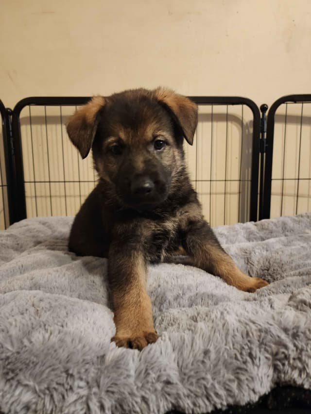 German Shepherd Dog Puppies media 8