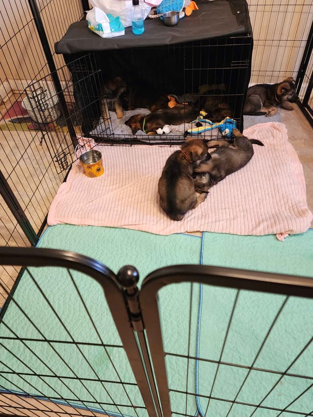 German Shepherd Dog Puppies media 9