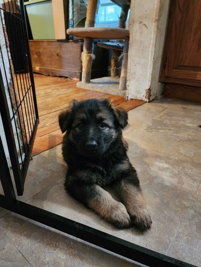 German Shepherd Dog Puppies media 10