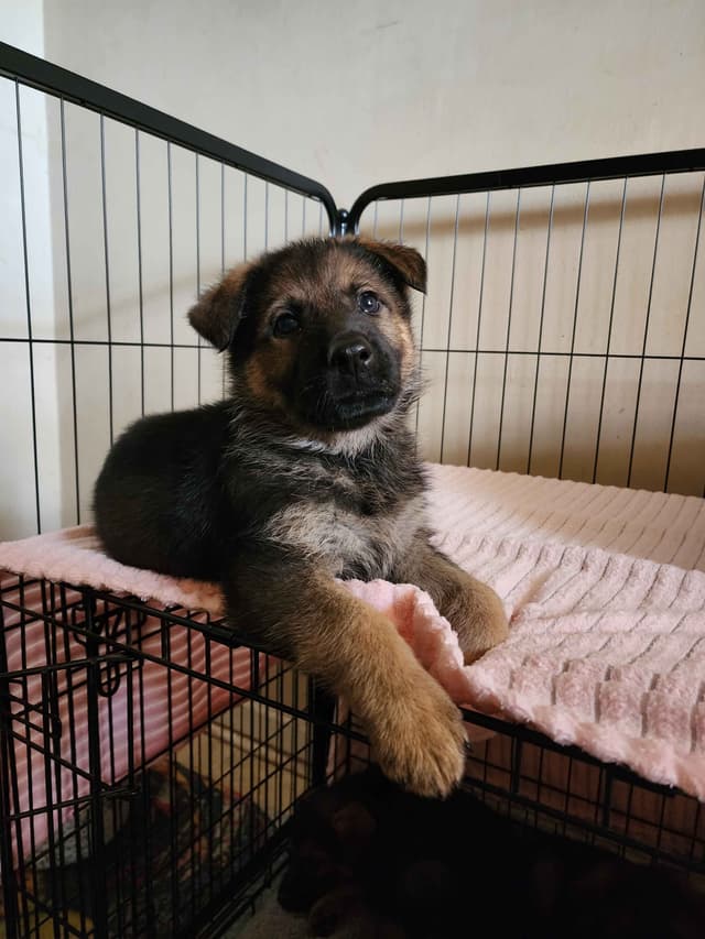 German Shepherd Dog Puppies media 11