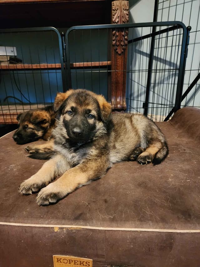 German Shepherd Dog Puppies media 12