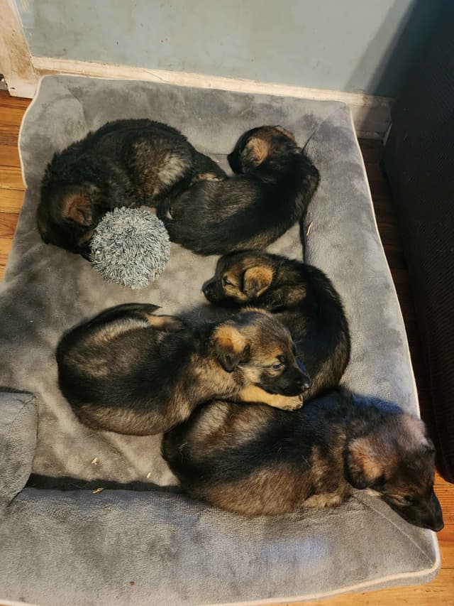 German Shepherd Dog Puppies media 2