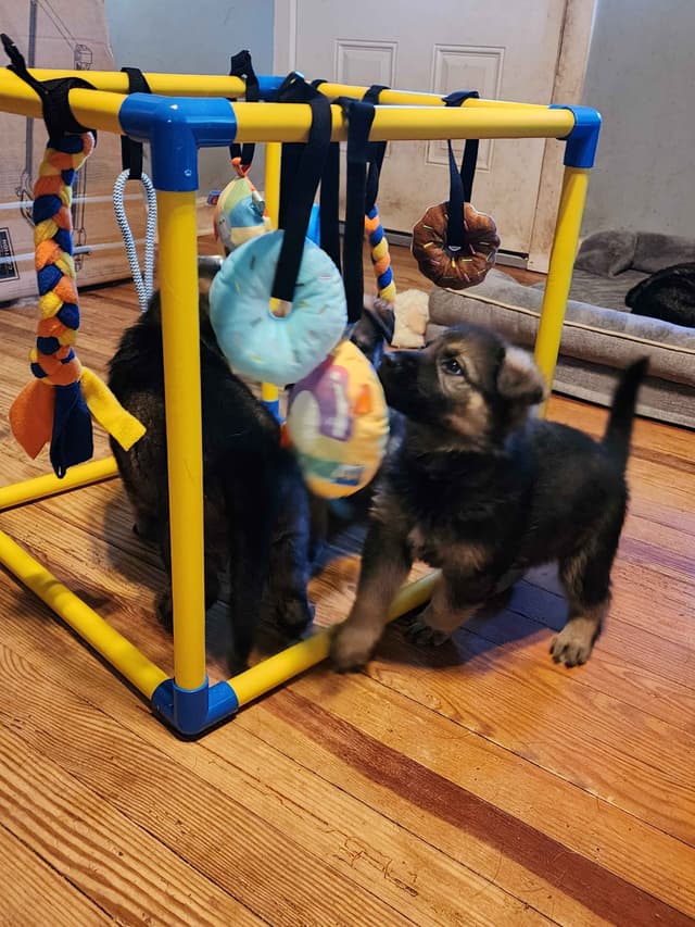 German Shepherd Dog Puppies media 3