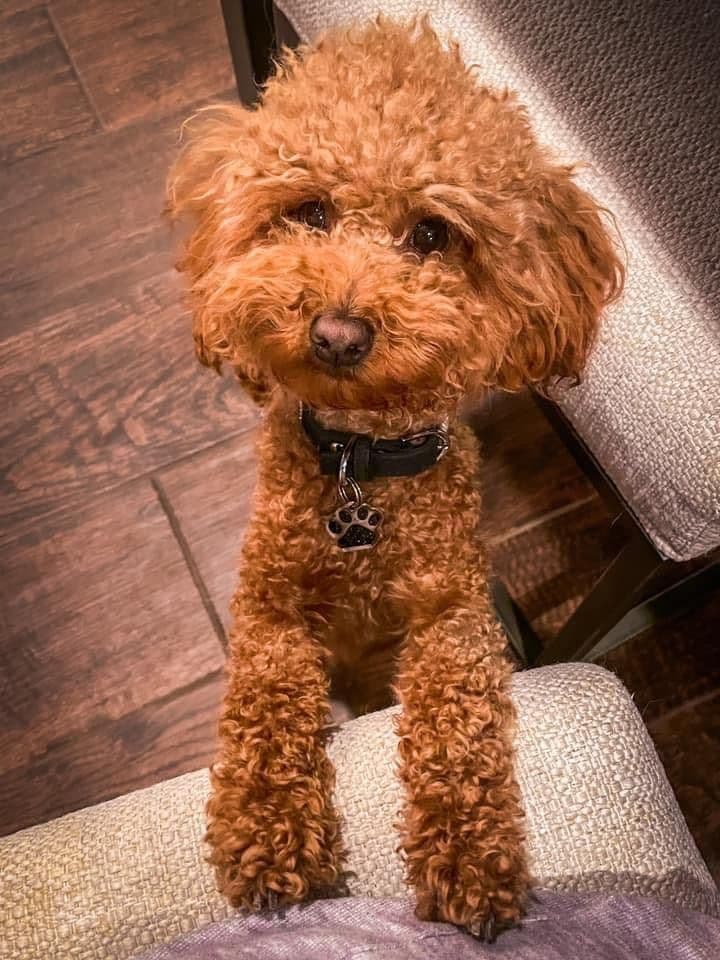 AKC Poodle Puppy breeder image 1