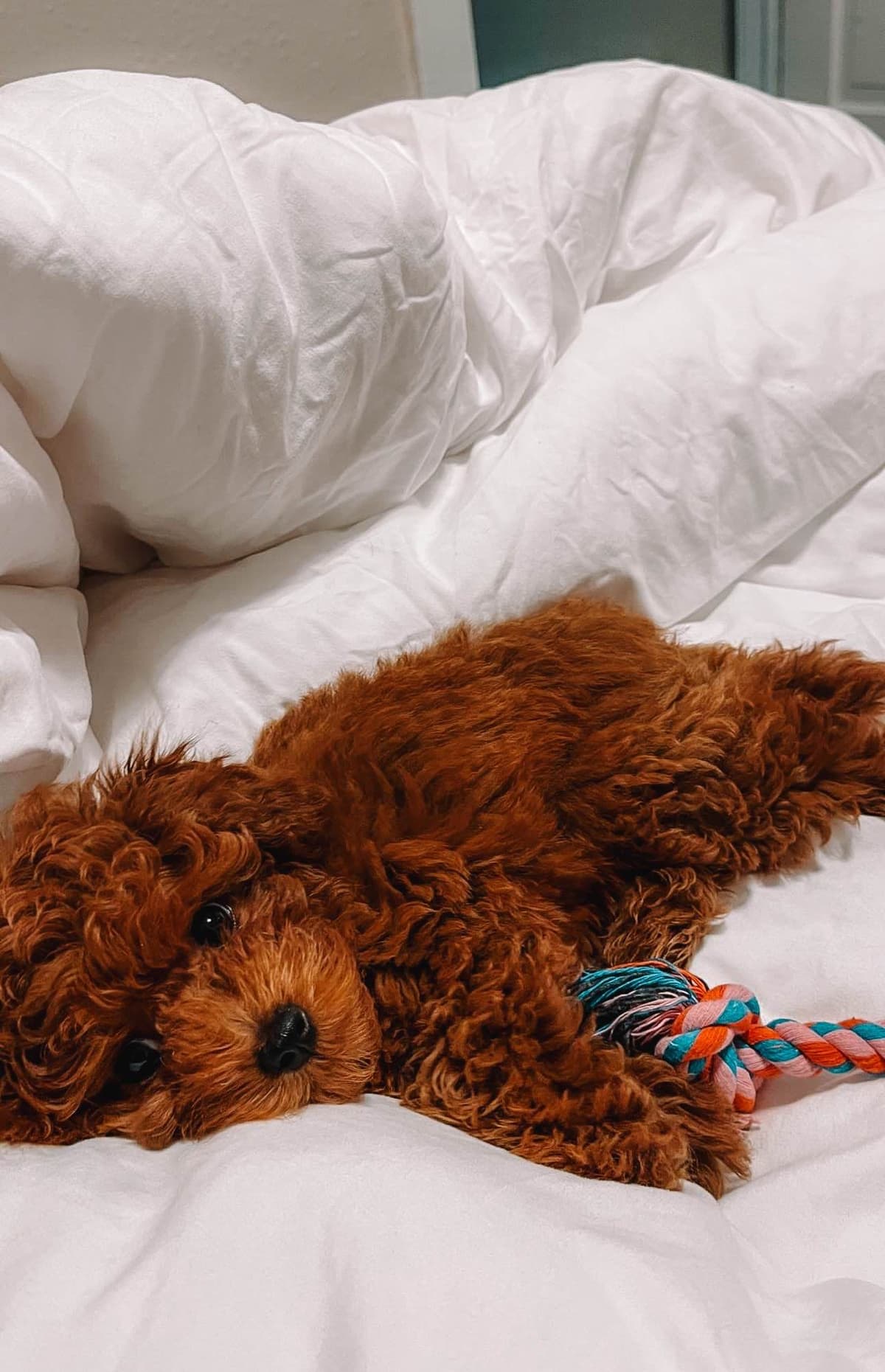 AKC Poodle Puppy breeder image 2