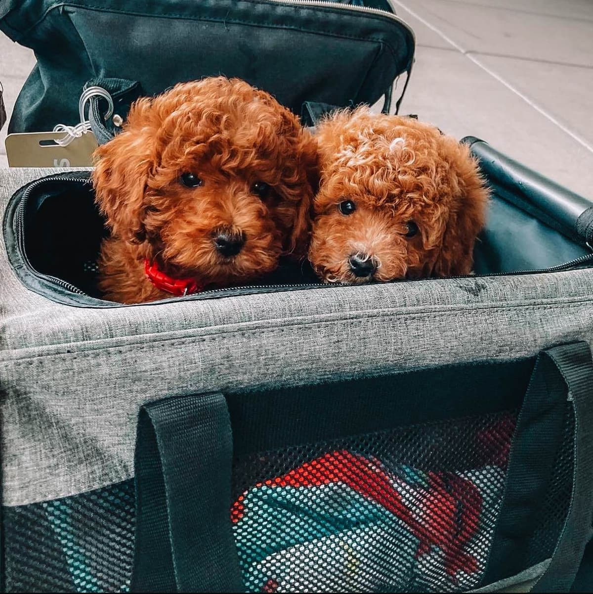 AKC Poodle Puppy breeder image 3