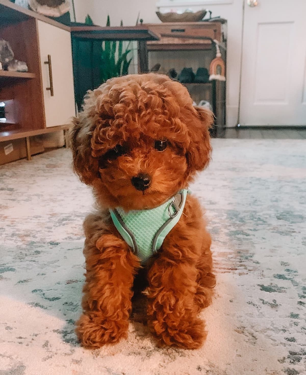 AKC Poodle Puppy breeder image 4