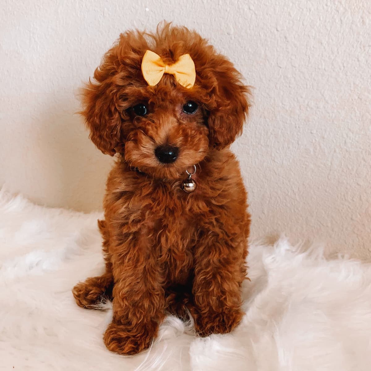 AKC Poodle Puppy breeder image 7