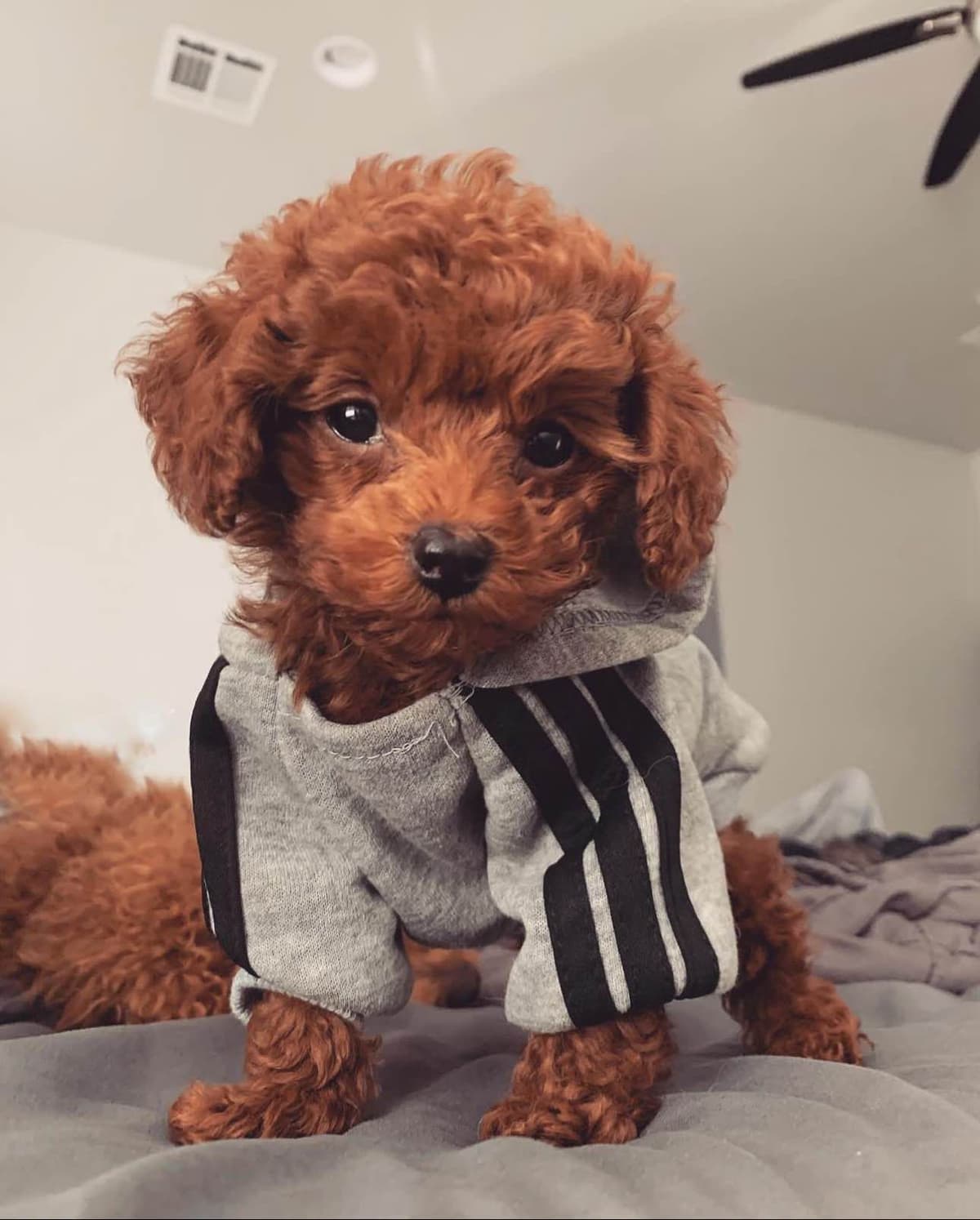 AKC Poodle Puppy breeder image 5