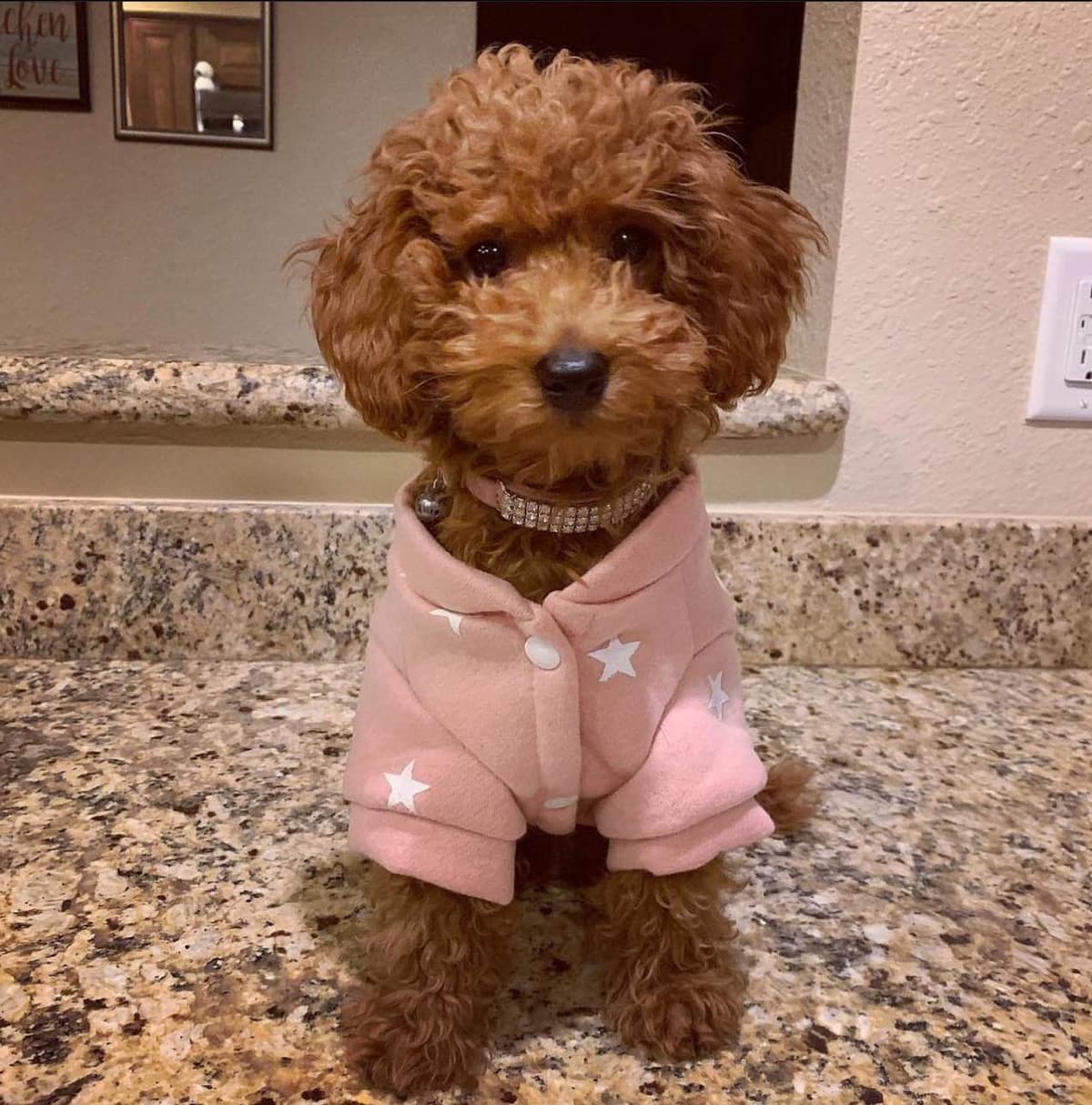 AKC Poodle Puppy breeder image 6