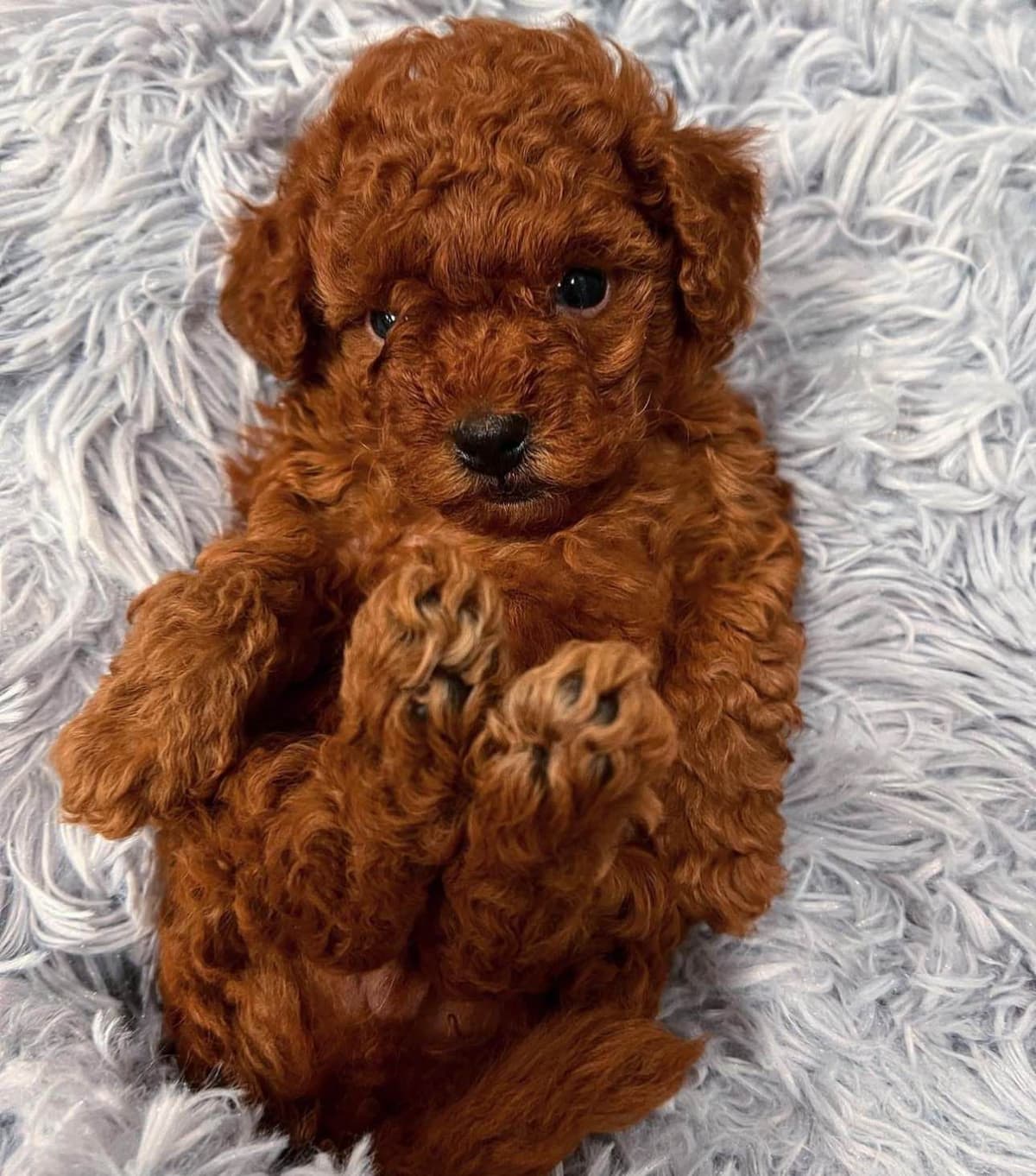 AKC Poodle Puppy breeder image 8