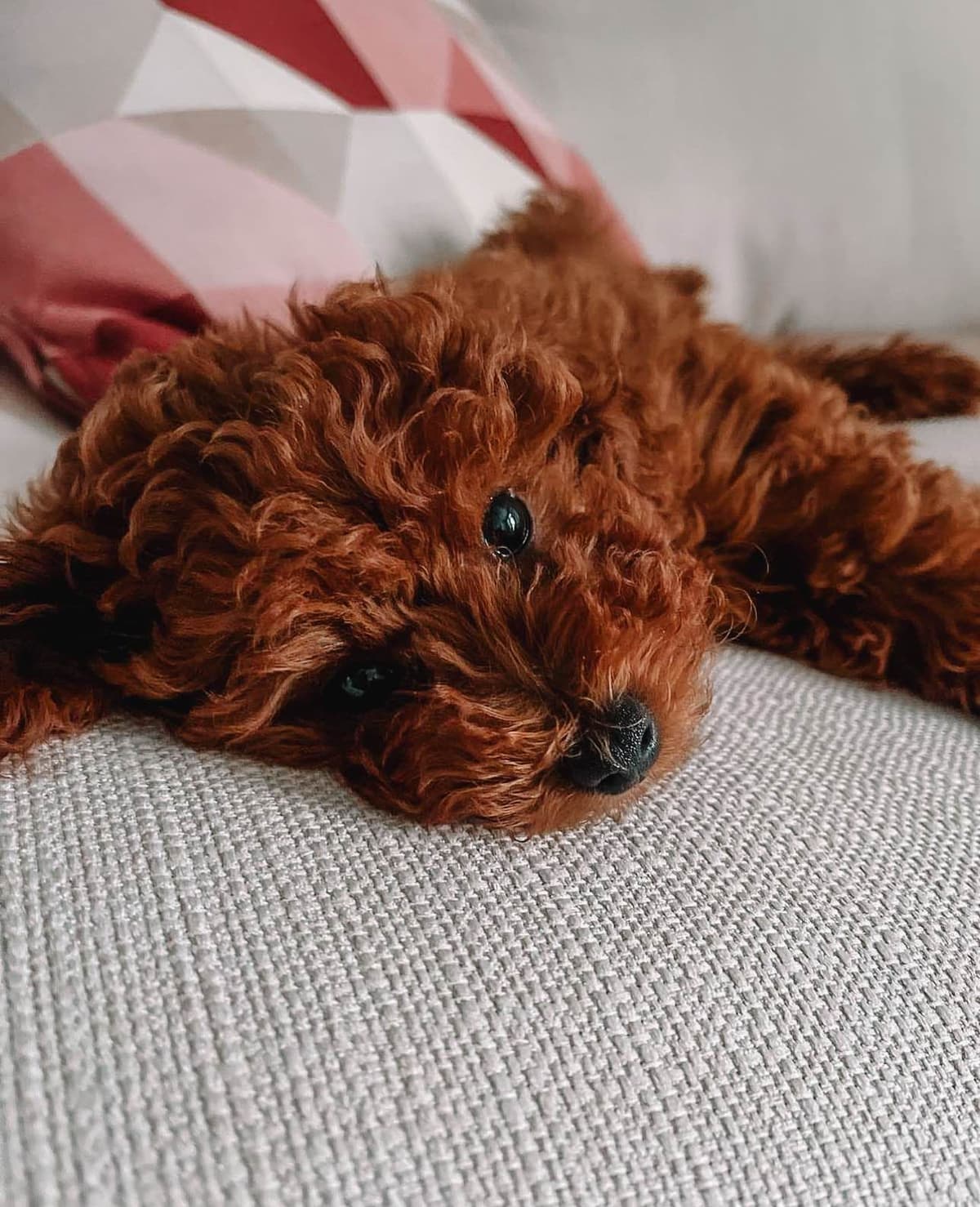AKC Poodle Puppy breeder image 11