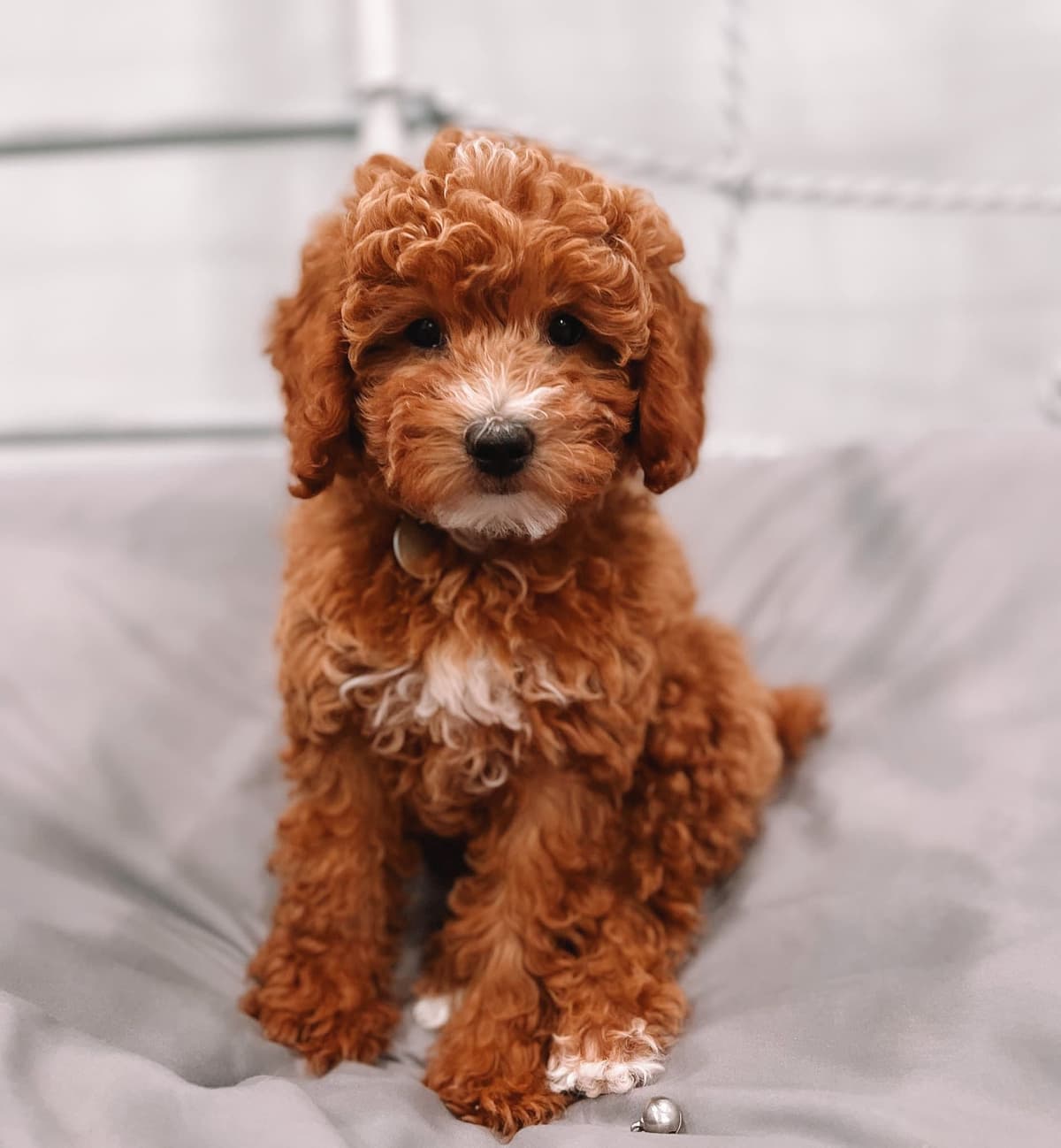 AKC Poodle Puppy breeder image 9