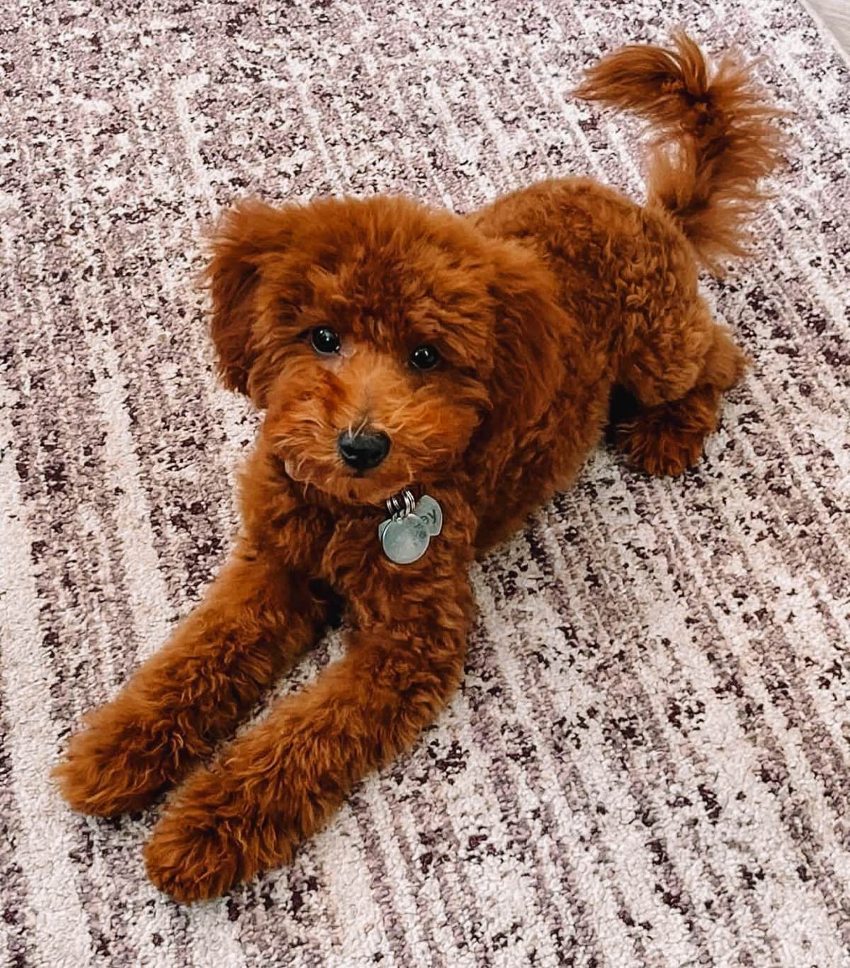 AKC Poodle Puppy breeder image 10