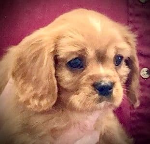 Cavalier King Charles Spaniel Puppies/older males breeder image 10