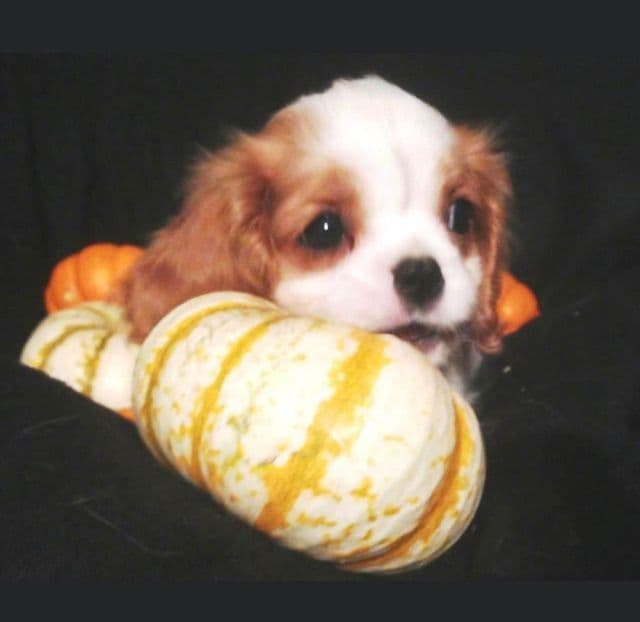 Cavalier King Charles Spaniel Puppies/older males breeder image 11