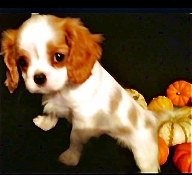 Cavalier King Charles Spaniel Puppies/older males breeder image 14