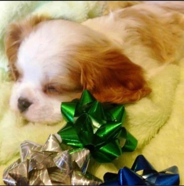 Cavalier King Charles Spaniel Puppies/older males breeder image 12