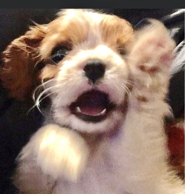 Cavalier King Charles Spaniel Puppies/older males breeder image 16