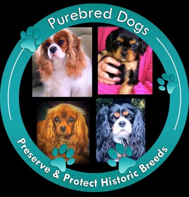 Cavalier King Charles Spaniel Puppies/older males breeder image 2