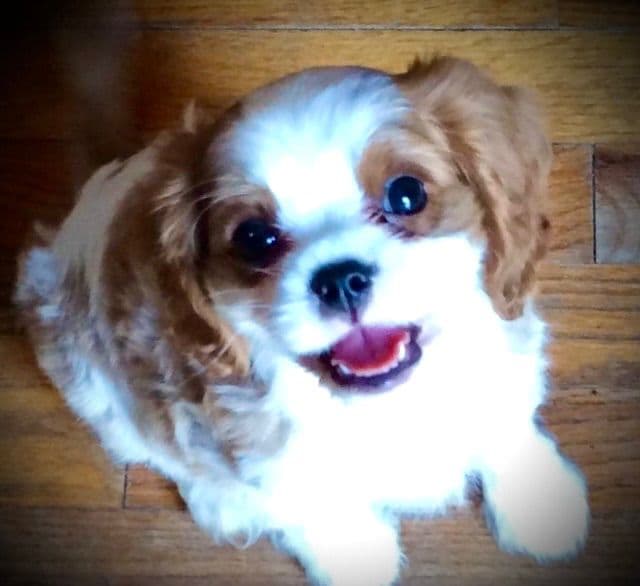 Cavalier King Charles Spaniel Puppies/older males breeder image 17